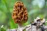 Ízletes kucsmagomba (Morchella esculenta), Budai-hegység